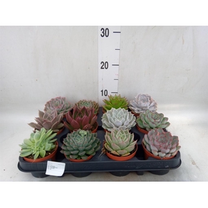 Echeveria   ...mix