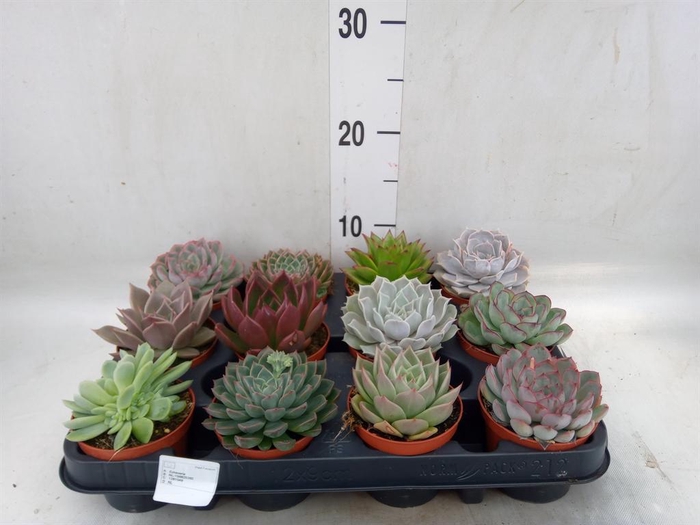 <h4>Echeveria   ...mix</h4>