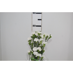 CRAVO SPRAY RAMAYA 070 CM