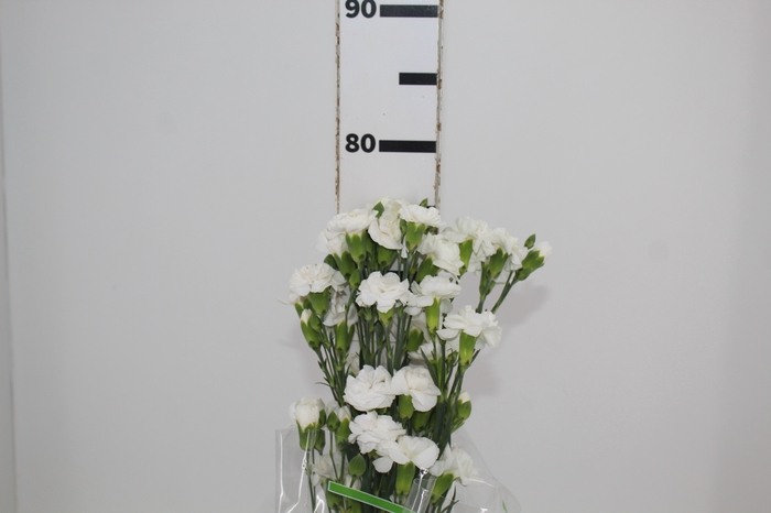 <h4>CRAVO SPRAY RAMAYA 070 CM</h4>