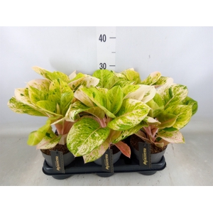 Aglaonema   ...