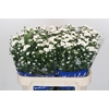 Aster Cassy