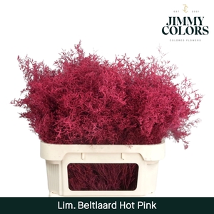 Lim Bel L90 Hot Pink