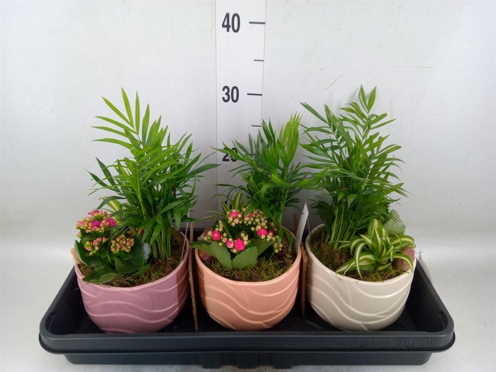 <h4>Arr.    Planten  L%</h4>