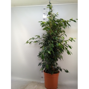 Ficus benja. 'Danielle'