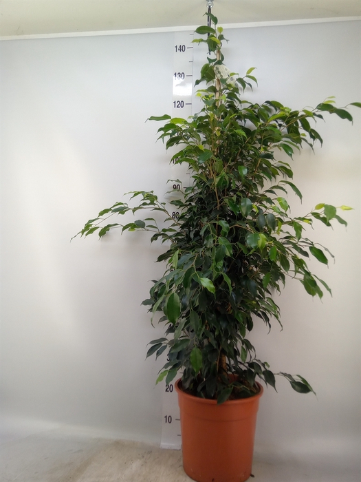 <h4>Ficus benja. 'Danielle'</h4>