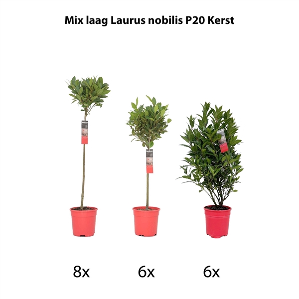 <h4>Mix laag Laurus nobilis P20 kerst</h4>