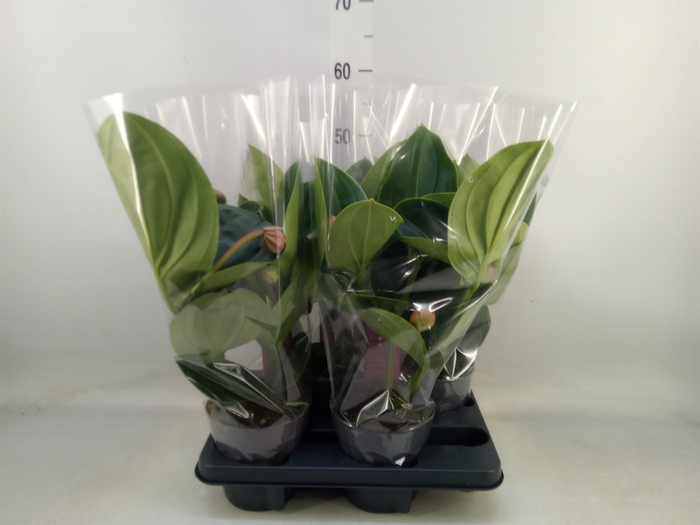 <h4>Medinilla magn. 'Lambada'</h4>