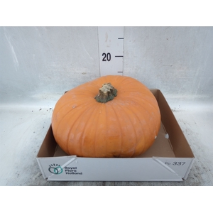 Cucurbita max. 'Halloween'