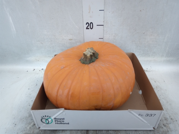 <h4>Cucurbita max. 'Halloween'</h4>