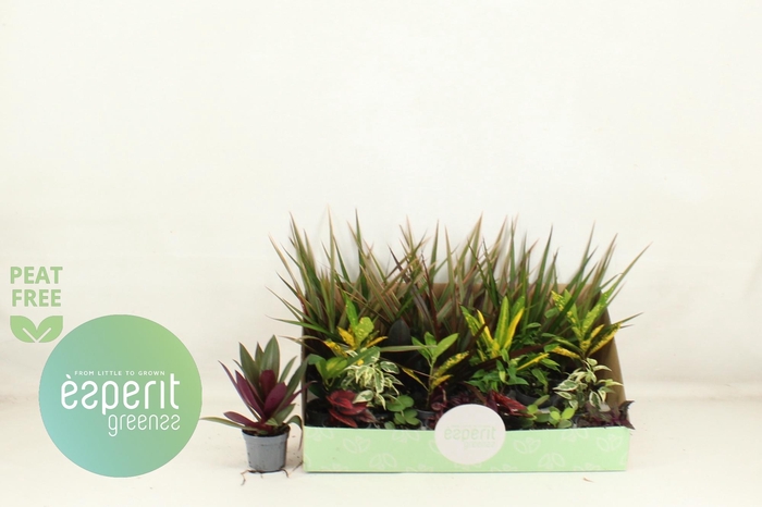 <h4>KAMERPL GEM OV</h4>