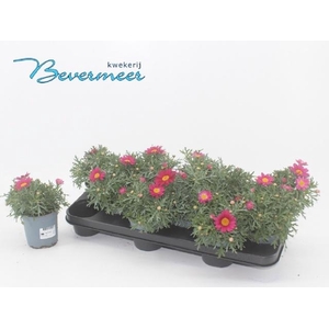 ARG SIMBA PINK + EYE