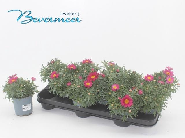 <h4>ARG SIMBA PINK + EYE</h4>