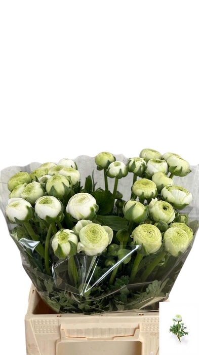 <h4>RAN AAZUR WHITE</h4>