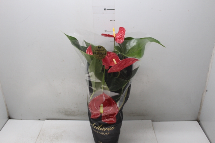 <h4>ANTHURIUM MICHIGAN P17 PREMIUM</h4>