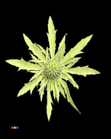 <h4>Eryngium Mint</h4>