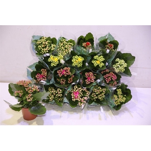 Kalan B Ge R Gemengd