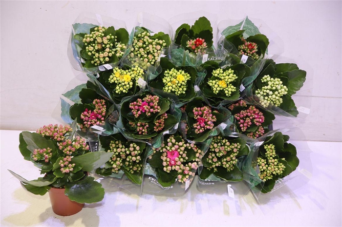 <h4>Kalan B Ge R Gemengd</h4>