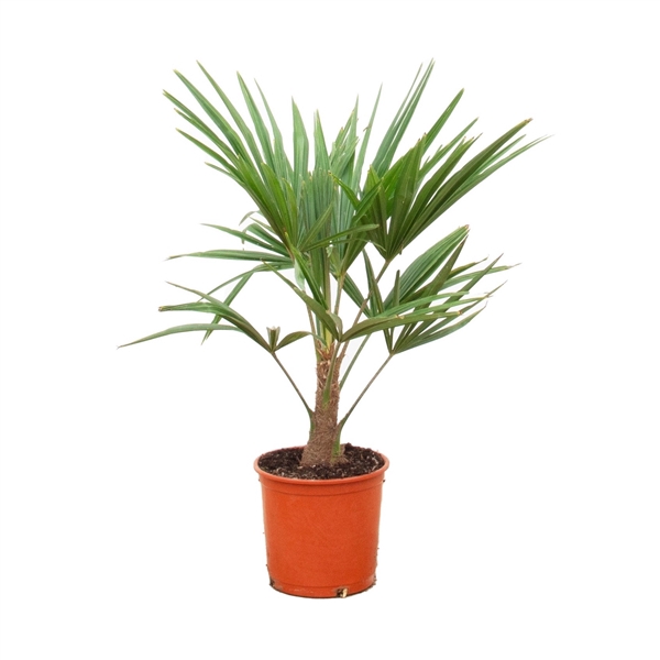 <h4>Trachycarpus Fortunei - 100cm</h4>