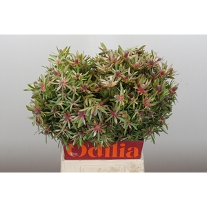 LEUCAD AYOBA ST PEAR