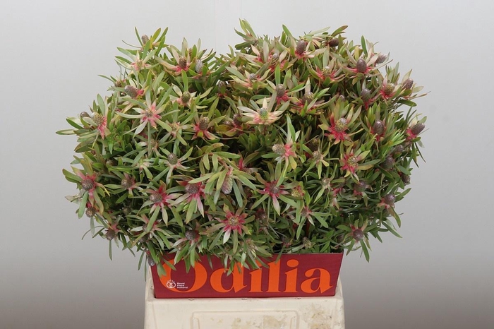 <h4>LEUCAD AYOBA ST PEAR</h4>