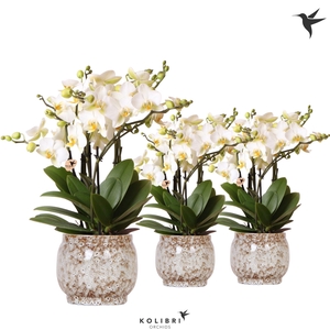 Kolibri Orchids Phalaenopsis Blossom Lausanne 6 spike in Safari pot