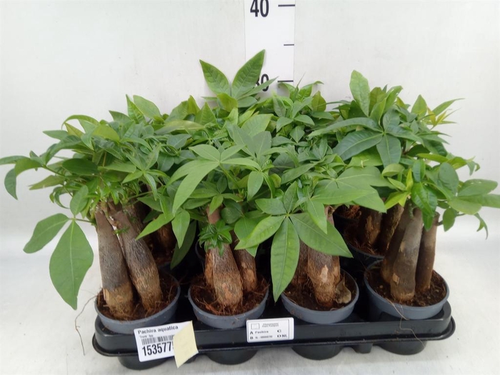 <h4>Pachira aquatica</h4>