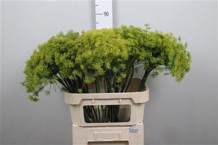 <h4>Anet Graveolens</h4>