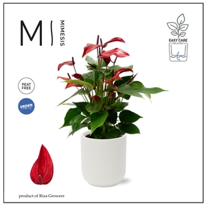Mimesis Anthurium KARMA Lava - Atlanta White