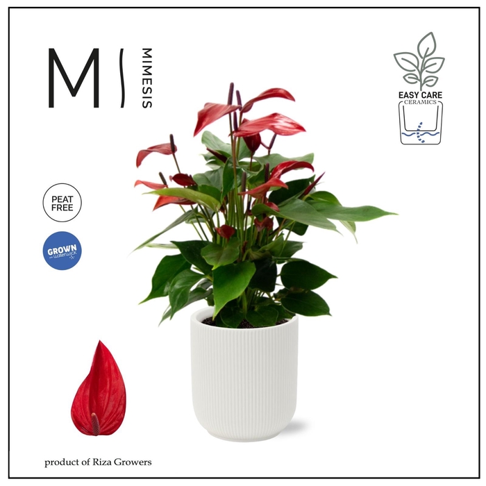 <h4>Mimesis Anthurium KARMA Lava - Atlanta White</h4>