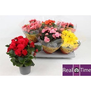 .Begonia elatior grp dubbelbloemig gemengd