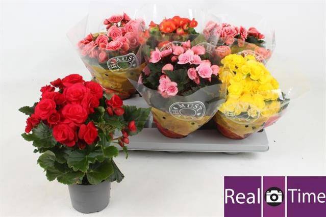 <h4>.Begonia elatior grp dubbelbloemig gemengd</h4>