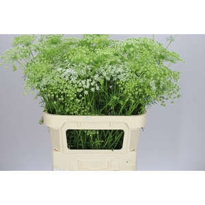 Ammi Majus