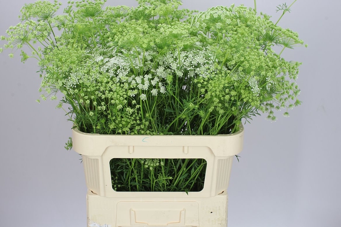 <h4>Ammi Majus</h4>