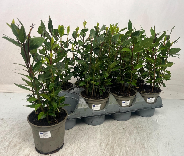 <h4>LAU NOBILIS</h4>