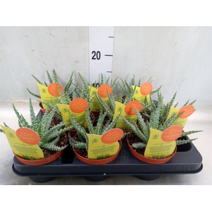 Aloe   ...