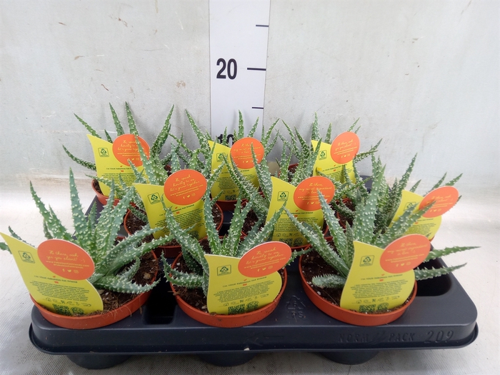 <h4>Aloe   ...</h4>