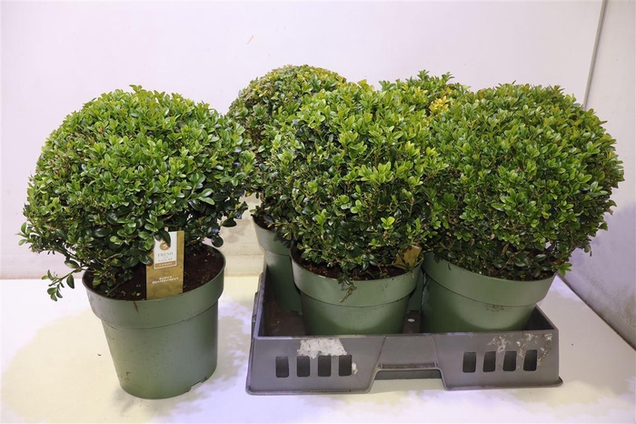 <h4>Buxu Sempervirens</h4>