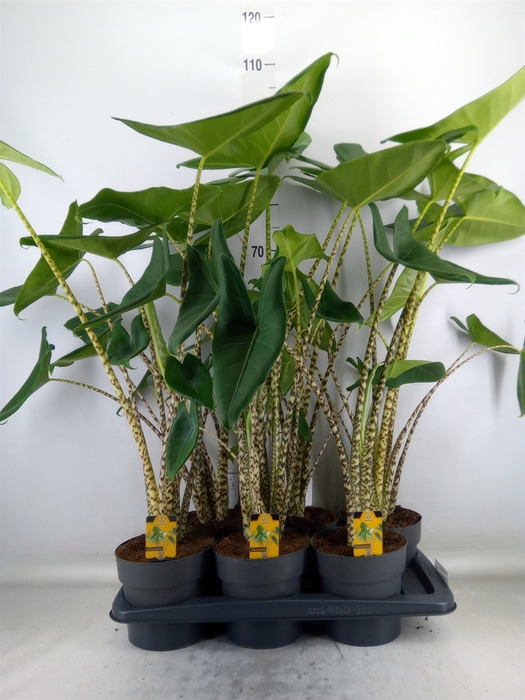 <h4>Alocasia zebrina</h4>