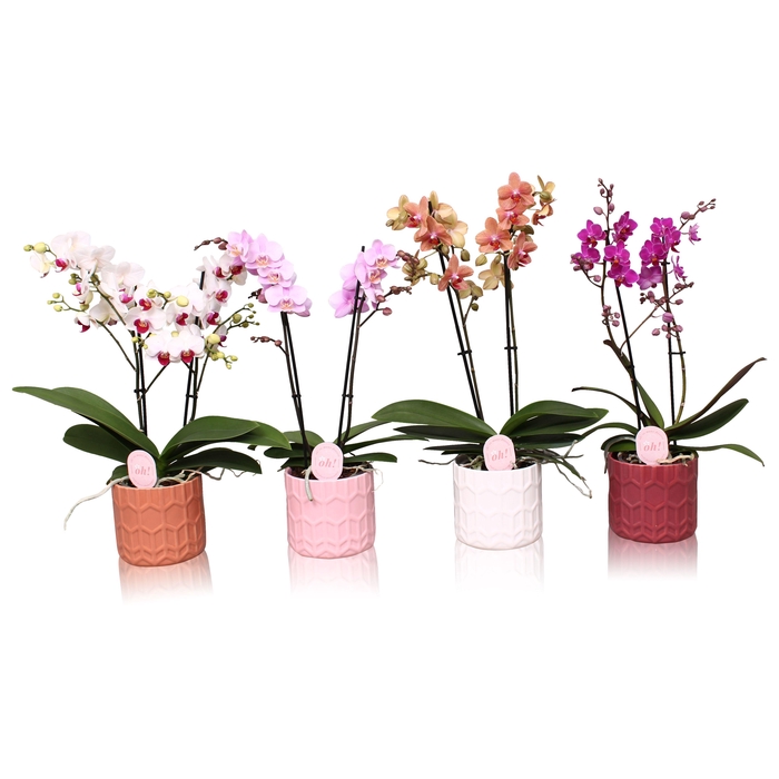 <h4>Phal. Multiflora 2-tak mix in keramiek BGC944 pot Hexagon</h4>