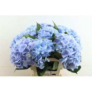Hydr M Verena Blue 60-19