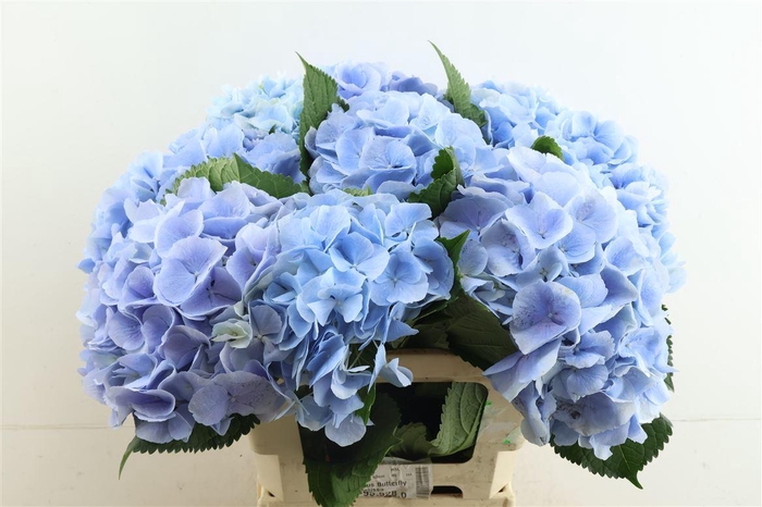 <h4>Hydr M Verena Blue 60-19</h4>