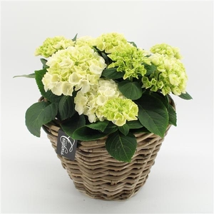 Arrangementen Hydrangea H%