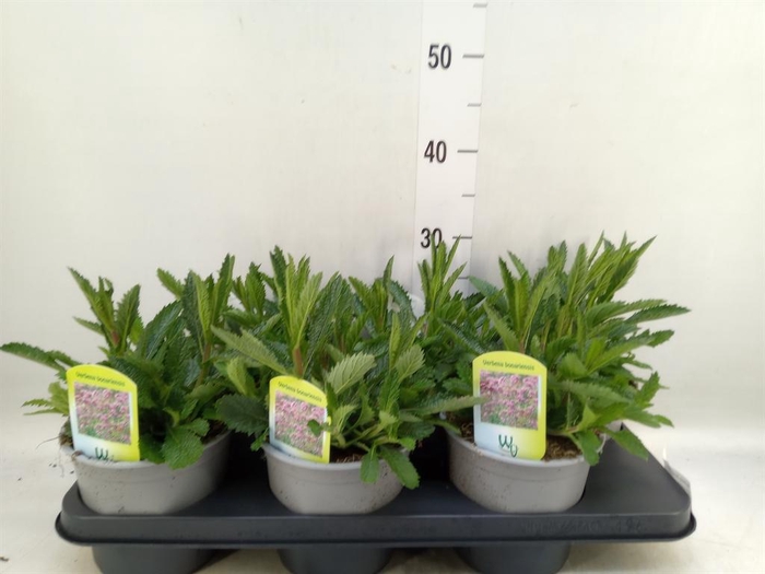<h4>Alchemilla mollis</h4>