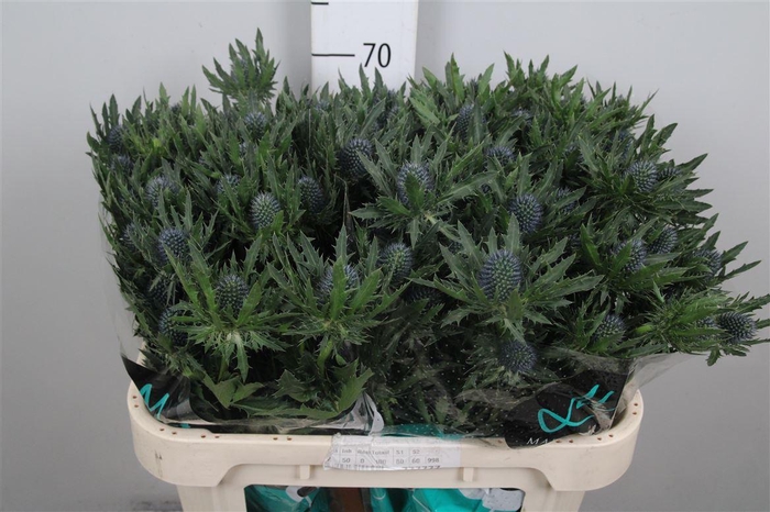 <h4>Eryn Aquarius Qstar</h4>