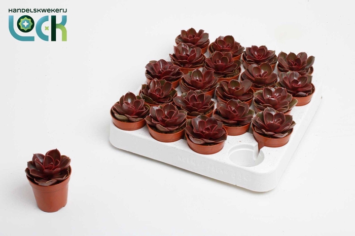 <h4>Echeveria Magic Red</h4>