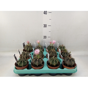 Gymnocalycium mihanov.   ...