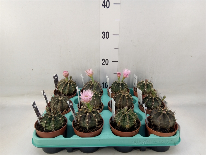 <h4>Gymnocalycium mihanov.   ...</h4>