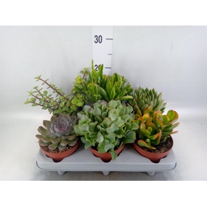 Succulents ...