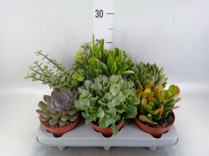 <h4>Succulents ...</h4>